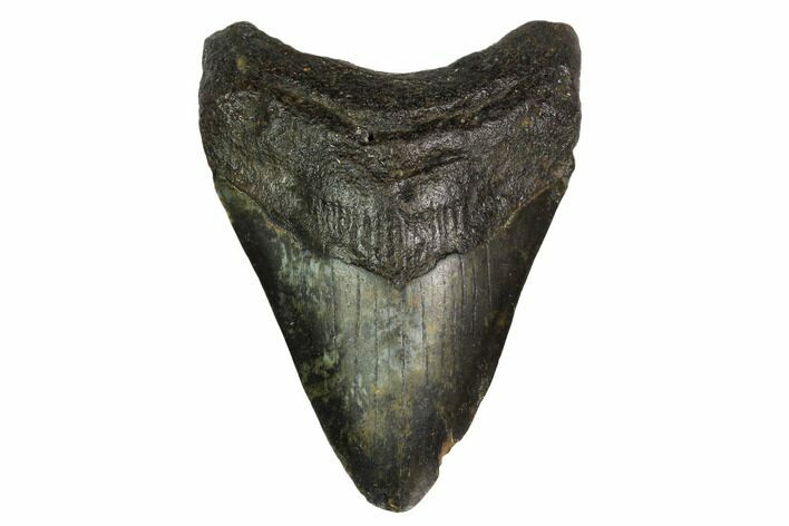 Bargain, Fossil Megalodon Tooth - North Carolina #153106